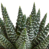 Livraison plante Coffret Gasteria, Haworthia et ses caches - pots blancs - Lot de 5 plantes, h13cm