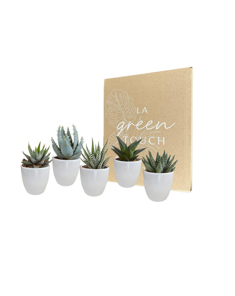 Livraison plante Coffret Gasteria, Haworthia et ses caches - pots blancs - Lot de 5 plantes, h13cm