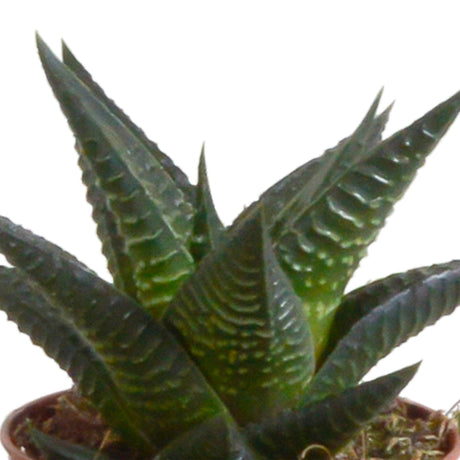 Livraison plante Coffret Gasteria, Haworthia et ses caches - pots blancs - Lot de 5 plantes, h13cm