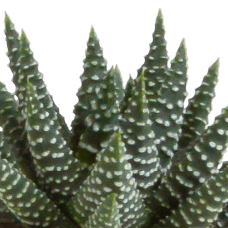 Livraison plante Coffret Gasteria, Haworthia - Lot de 5 plantes, h13cm