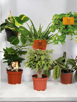 Livraison plante Coffret - Pack de 6 plantes