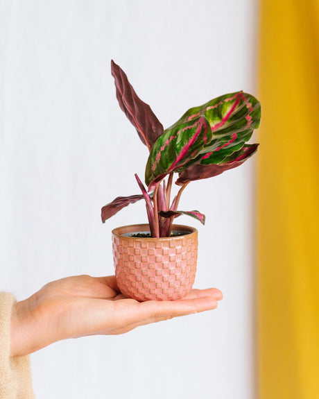 Livraison plante Coffret Pink is the new green - Trio de Baby plantes