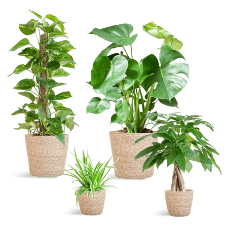 Livraison plante 🌿 Coffret – Plantes faciles d’entretien (x4)