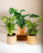 Livraison plante Coffret Plantes Jungle fever