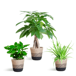 Livraison plante 🐾 Coffret – Plantes Pet's Friendly