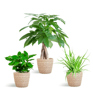 Livraison plante 🐾 Coffret – Plantes Pet's Friendly