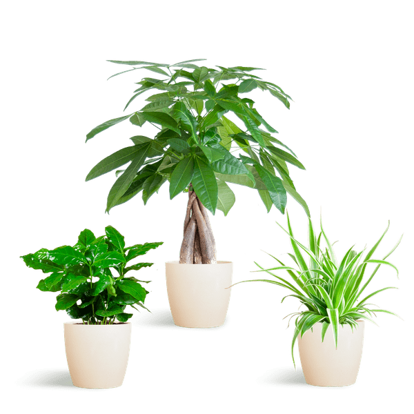 Livraison plante 🐾 Coffret – Plantes Pet's Friendly