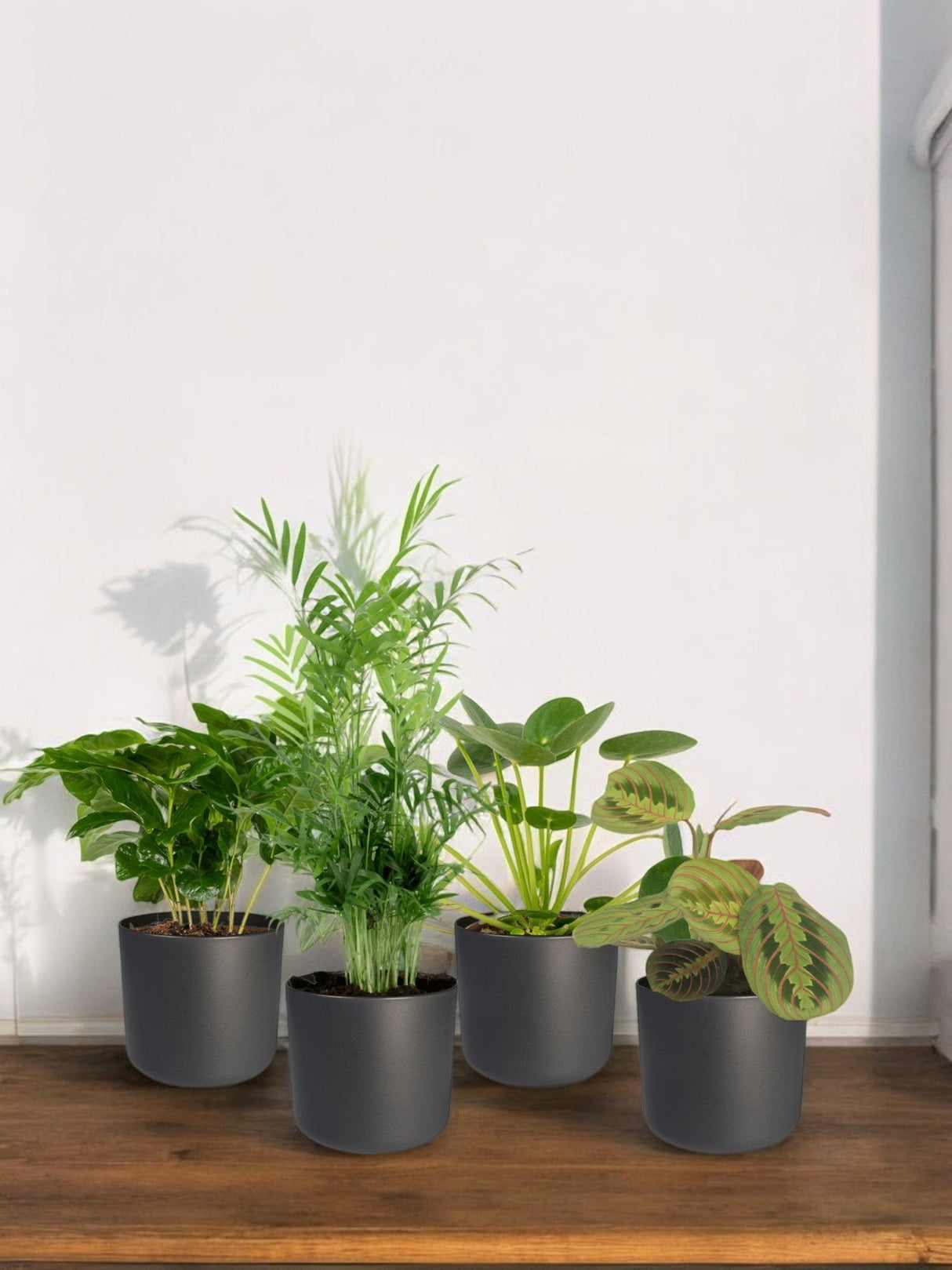 Livraison plante Coffret plantes pets friendly - Lot de 4 plantes