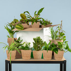 Livraison plante Coffret – Plantes seconde vie