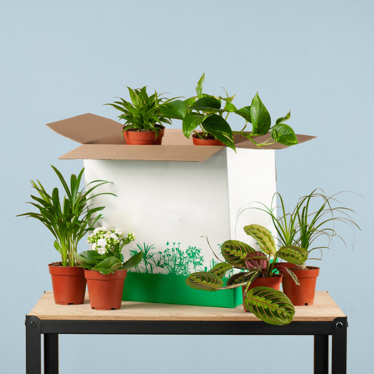 Livraison plante Coffret – Plantes seconde vie