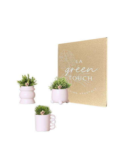 Livraison plante Coffret Rhipsalis et ses caches - pots en céramique rose poudré - Lot de 3 plantes, Ø9cm