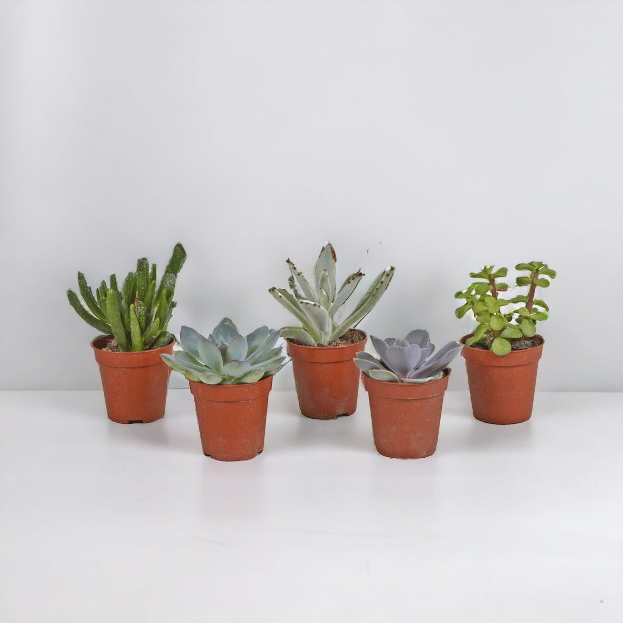 Livraison plante Coffret succulente - Lot de 10 plantes, h13cm