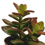 Livraison plante Coffret succulente - Lot de 10 plantes, h13cm