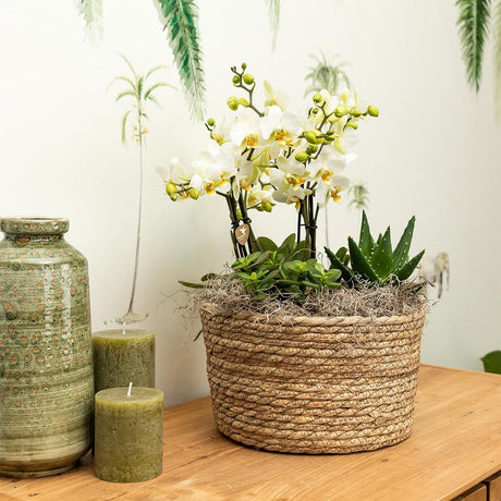 Livraison plante Composition dans un panier en osier avec réservoir d'eau de 3 orchidées oranges et 3 Rhipsalis