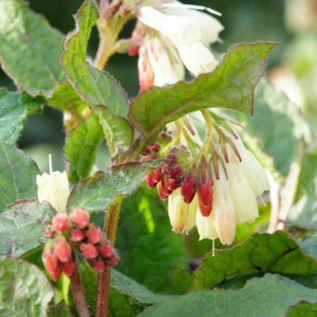 Livraison plante Consoude symphytum