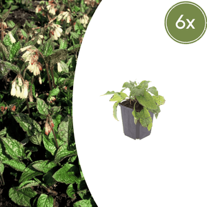 Livraison plante Consoude symphytum