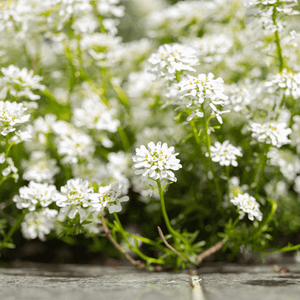 Livraison plante Corbeille d'argent