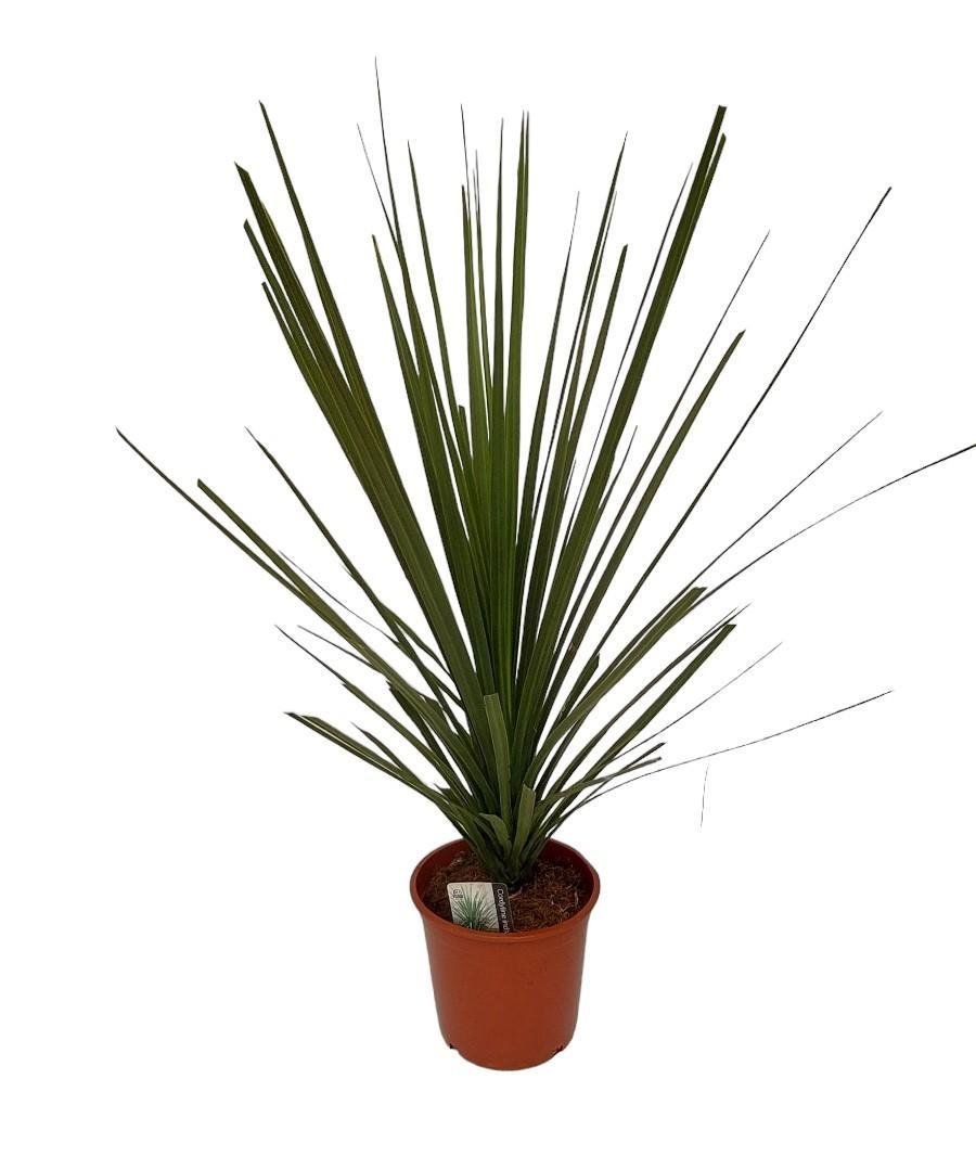 Livraison plante Cordyline Indivisa Peko