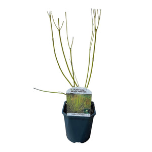 Livraison plante Cornouiller blanc Flaviramea – Pot 17 cm – Hauteur 45 cm