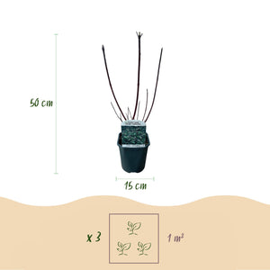 Livraison plante Cornus alba Kesselringii – Pot 17 cm – Hauteur 45 cm