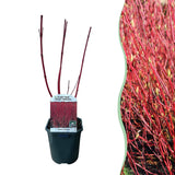 Livraison plante Cornus alba Sibirica – Lot de 1 – Pot 17 cm – Hauteur 45 cm