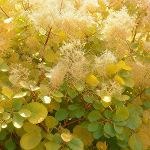 Livraison plante Cotinus coggygria Golden Spirit – Pot 12 cm – Hauteur 35 cm