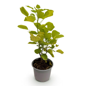 Livraison plante Cotinus coggygria Golden Spirit – Pot 12 cm – Hauteur 35 cm