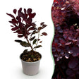 Livraison plante Cotinus coggyria Lilla x1