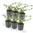 Livraison plante Cotoneaster dammeri - Lot de 6