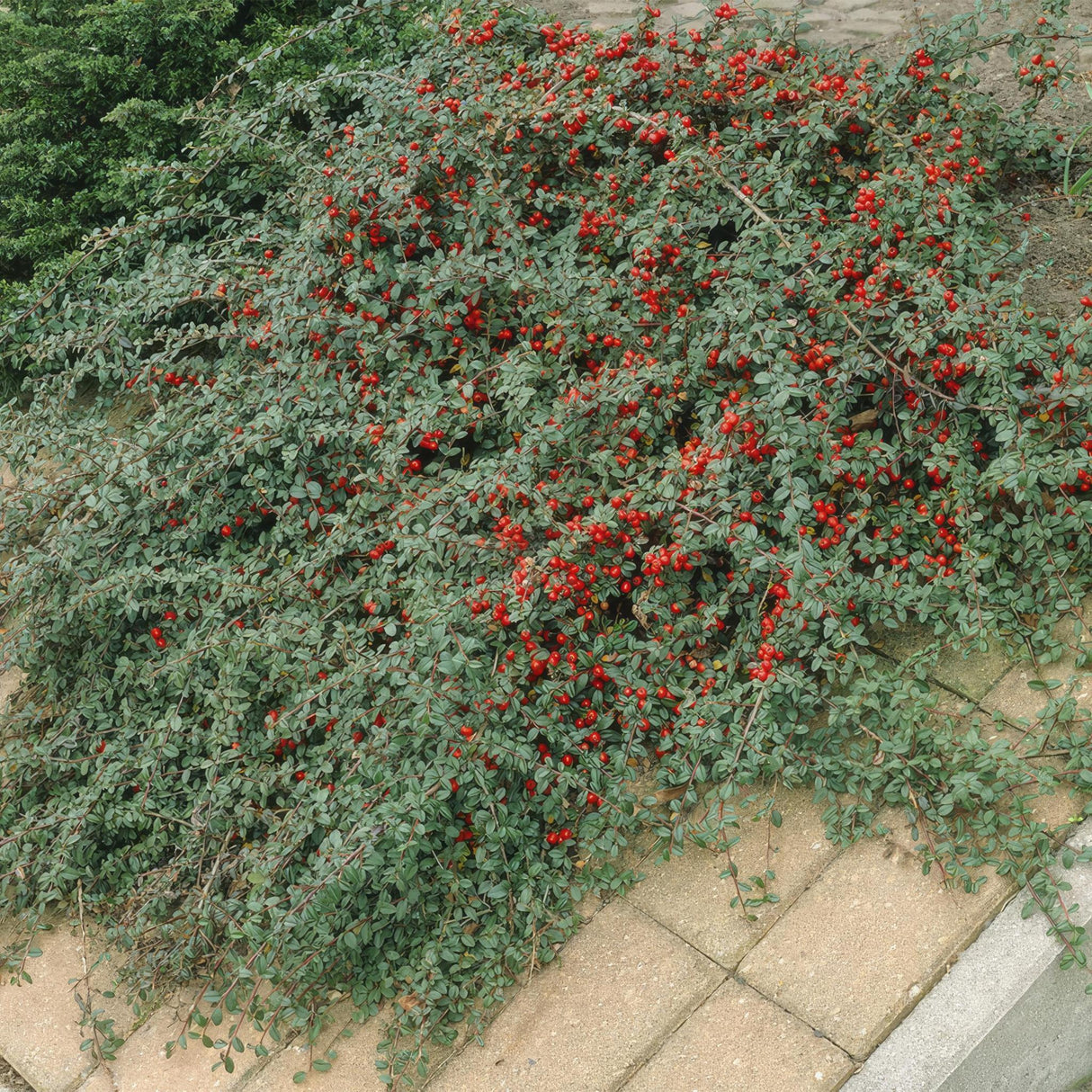 Livraison plante Cotonéaster de Dammer 20xh20cm d9cm