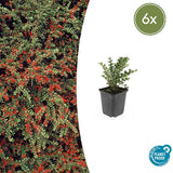 Livraison plante Cotoneaster horizontalis