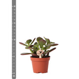Livraison plante Crassula Ovata h8cm - mini plante grasse d'intérieur