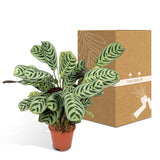 Livraison plante Ctenanthe Lovable - h14cm, Ø14cm - plante d'intérieur