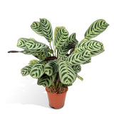 Livraison plante Ctenanthe Lovable - h14cm, Ø14cm - plante d'intérieur