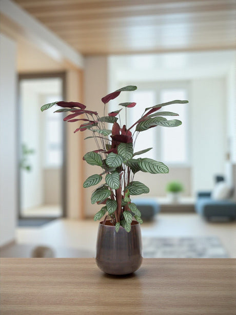 Livraison plante Ctenanthe Oppenheimiana