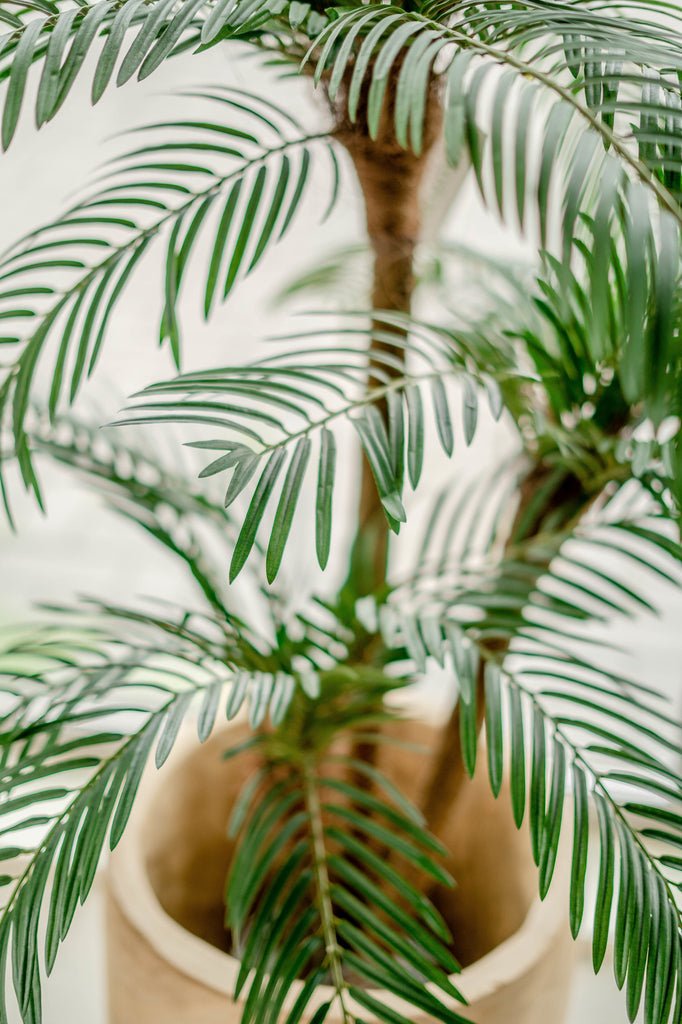 Livraison plante Cycas - Palmier artificiel