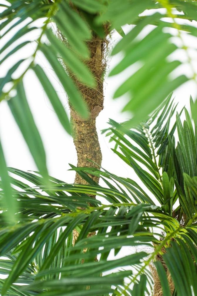 Livraison plante Cycas - Palmier artificiel