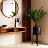 Livraison plante Cycas revoluta d17cm H70cm