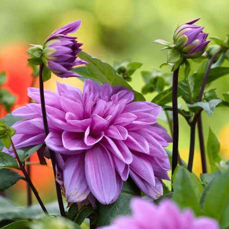 Livraison plante Dahlia Bleu bell pétales larges - coffret de 24 bulbes