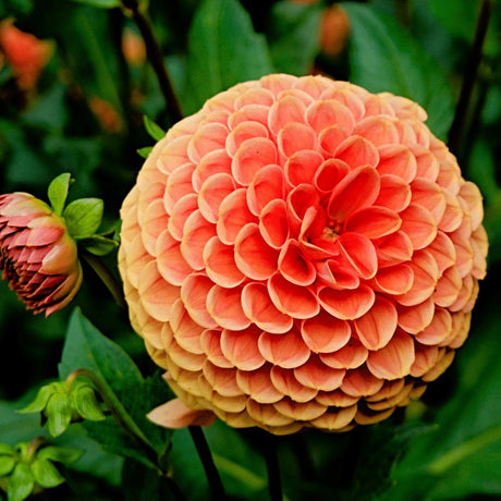 Livraison plante Dahlia Bulbes - Mix Orange pride, Dahlia Playa Blanca & Dahlia Ralphie, 12 pièces