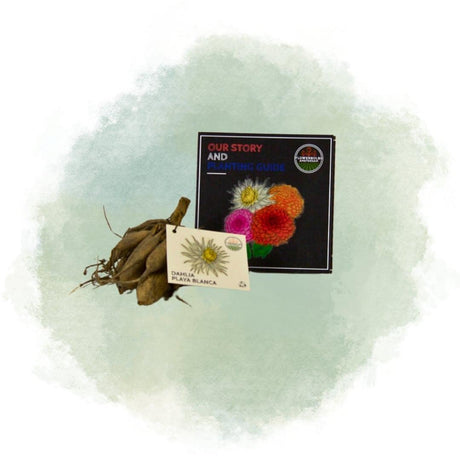 Livraison plante Dahlia Cactus Playa Blanca - coffret de 12 bulbes