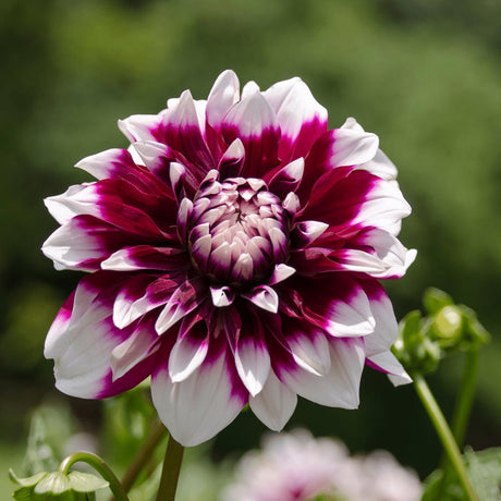 Livraison plante Dahlia Mistery Day grandes fleurs - Bulbes