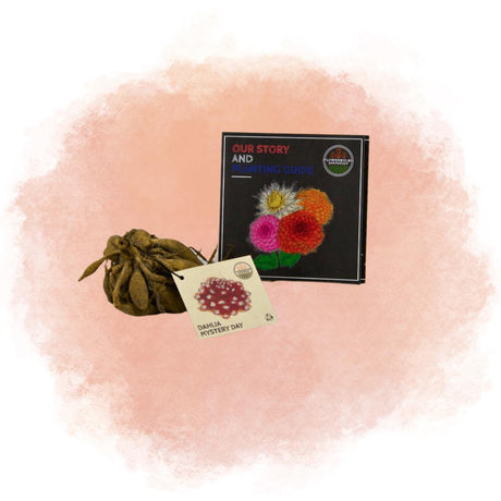 Livraison plante Dahlia Mistery Day grandes fleurs - coffret de 12 bulbes