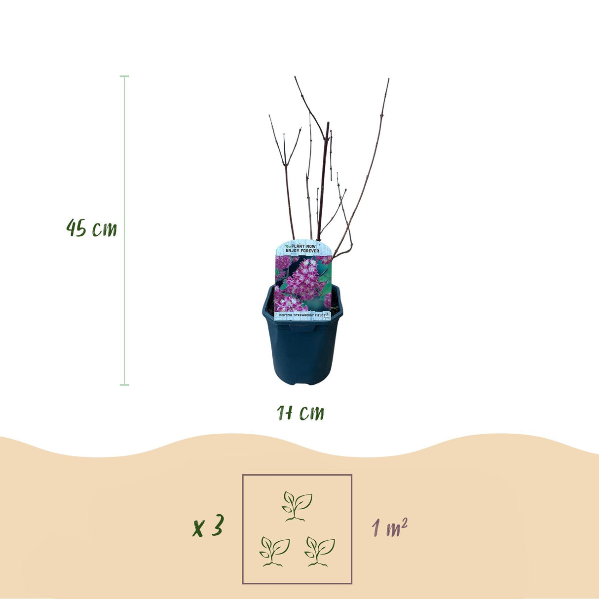 Livraison plante Deutzia hybrida Strawberry Fields – Hauteur 45 cm