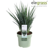 Livraison plante Dianella Revoluta 'Coolvista'® - ↨40cm - Ø19 - Plante d'extérieur