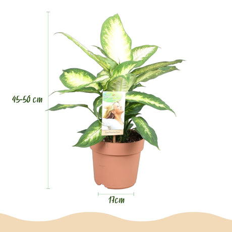 Livraison plante Diefenbachia Camilla et panier H50cm