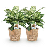 Livraison plante Dieffenbachia Compacta – Lot de 2 – Pot 17 cm
