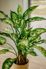 Livraison plante Dieffenbachia - Plante verte artificielle