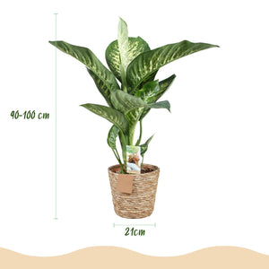 Livraison plante Dieffenbachia Tropic Snow et panier H95 cm