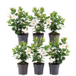 Livraison plante Dipladenia blanc - D12cm - plante fleurie d'extérieur